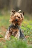 YORKSHIRE TERRIER 634